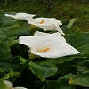 Plants: image 51 Of 208 Thumb